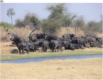 Mpala Live! Field Guide: African buffalo
