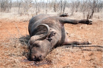 EWWW! Maggots Eat Wildebeest Alive, Vet Safari