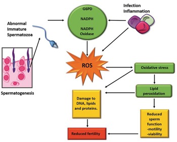 Laboratory Evaluation and Treatment of Male Infertility (Section 4) - Men's  Reproductive and Sexual Health Throughout the Lifespan