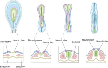 Figure 40