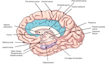 Basic and Computational Neuroscience (Section 1) - Neuroscience