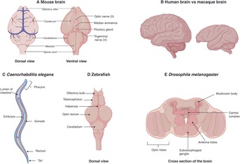 Figure 42