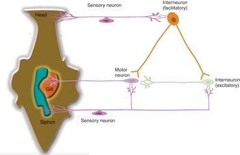 Figure 24