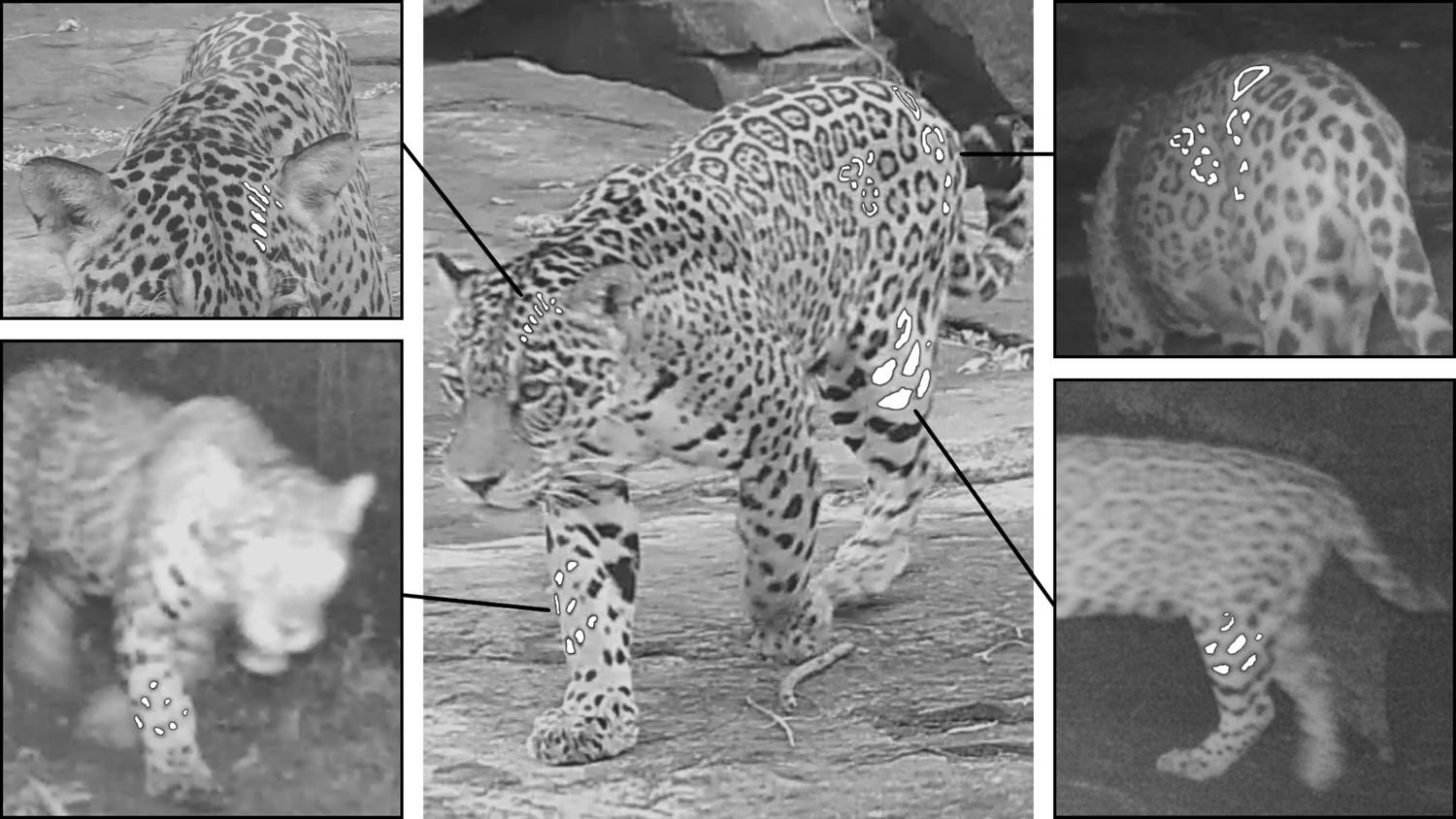 Habitat destruction threatens jaguars in a mixed landuse region of