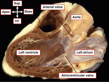 Surgical Anatomy of the Heart: Wilcox, Benson R., Cook