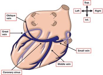 Surgical Anatomy of the Coronary Circulation (Chapter 5