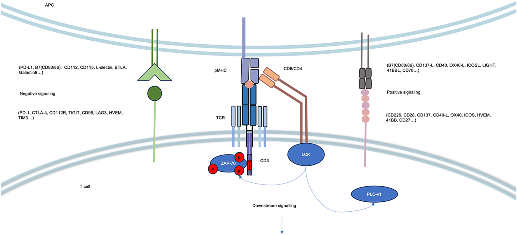 Tcr Core Mod Strategies and rules for tuning TCR-derived therapy | Expert Reviews in ...