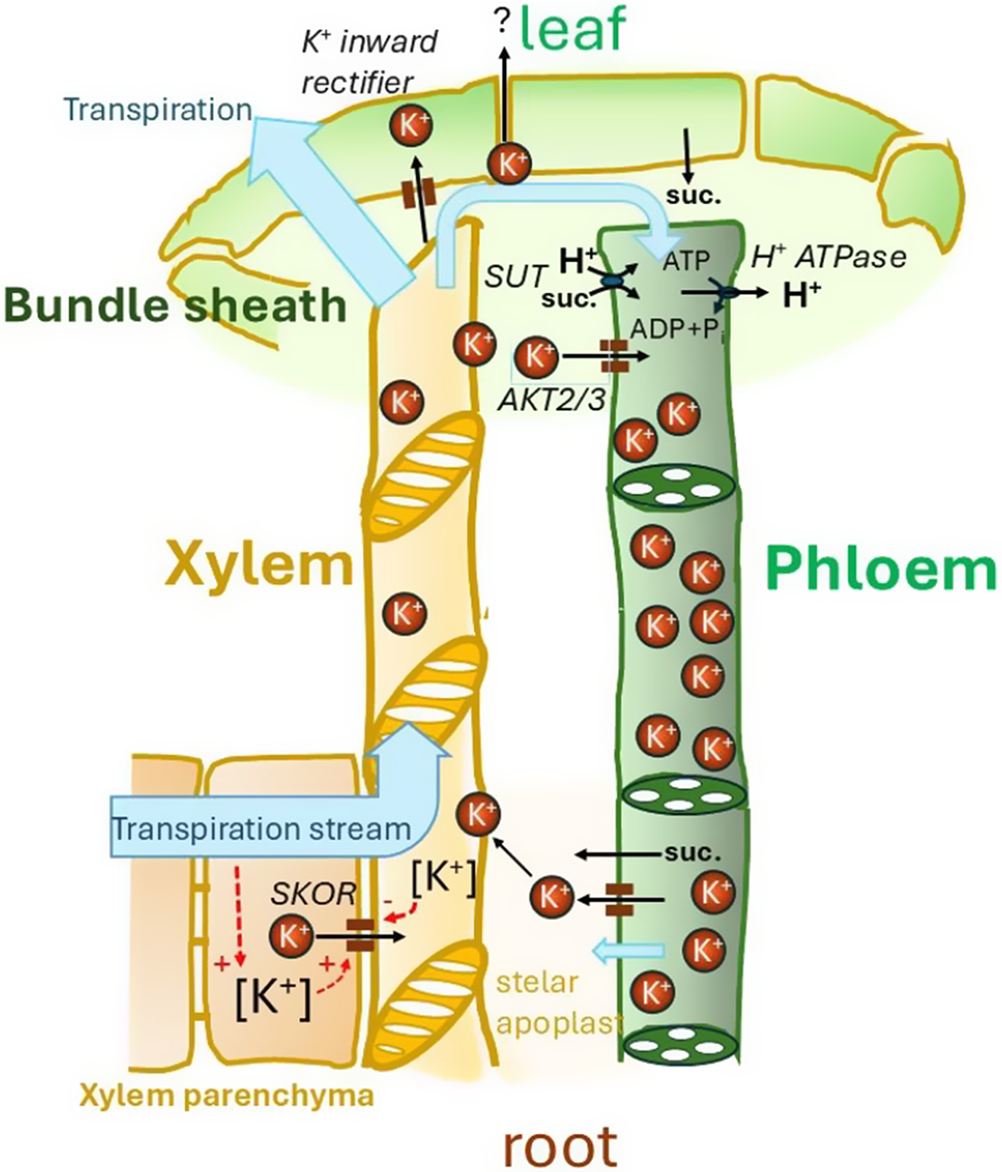 Potassium homeostasis and signalling: from the whole plant to the ...