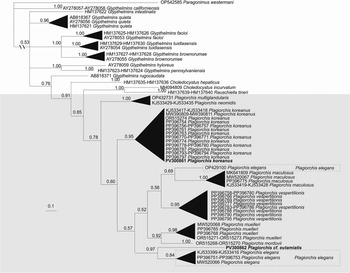 Morphological and molecular data for two Plagiorchis species (Trematoda ...