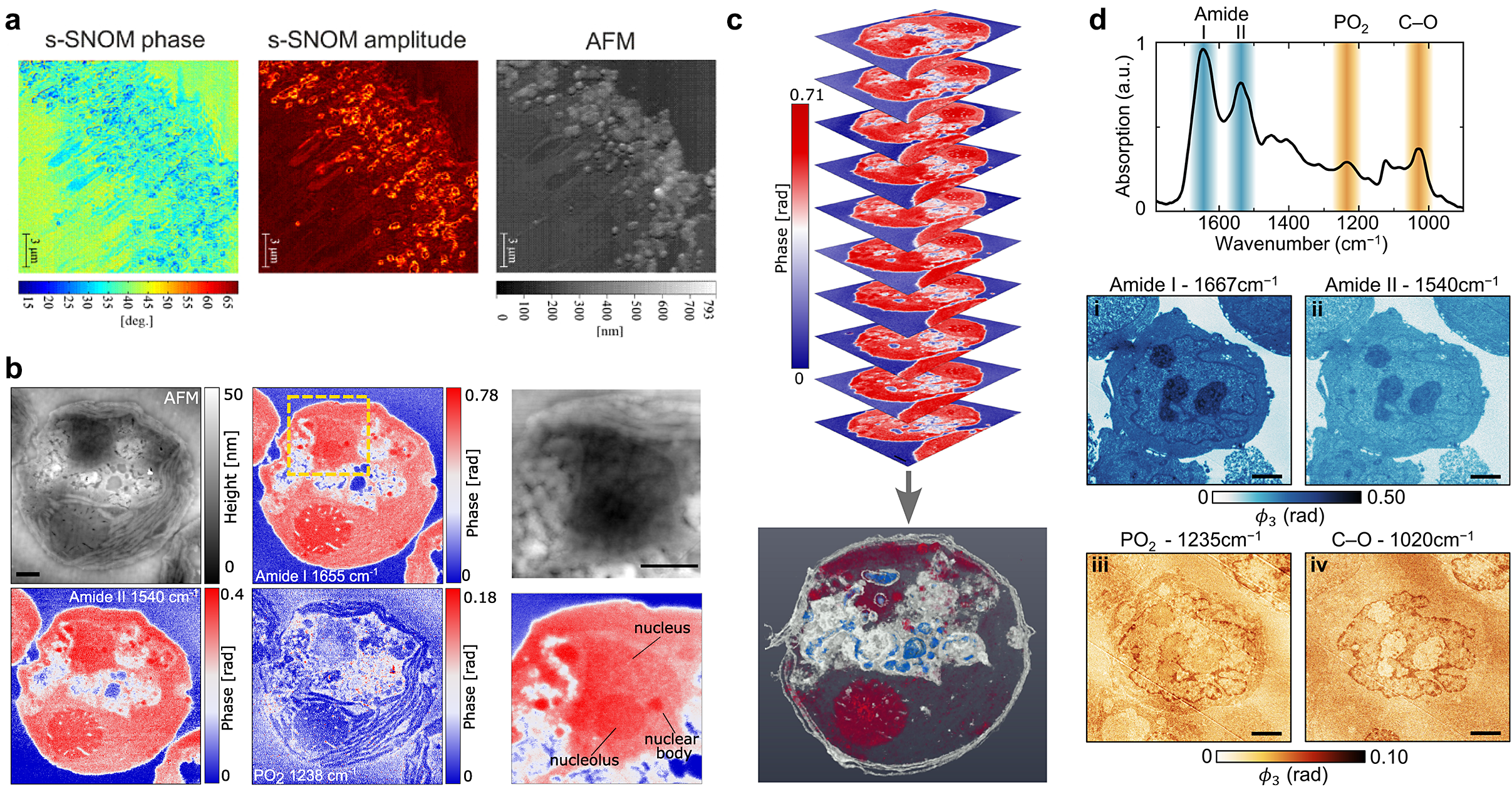 Infrared nanoscopy for subcellular chemical imaging | QRB Discovery ...