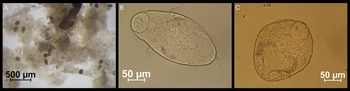 Figure 9