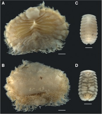 Figure 0