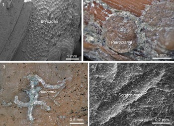 Figure 5