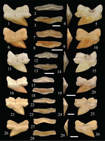 Figure 7