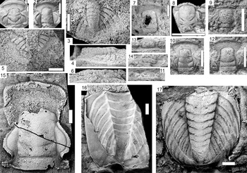 Figure 18