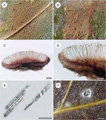 Figure 19