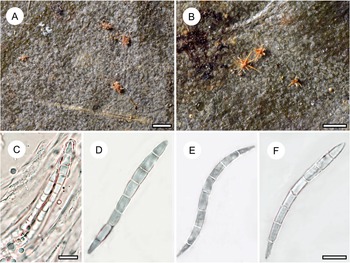 Figure 27