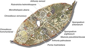 Figure 6