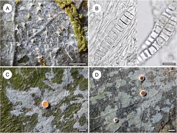 Figure 26