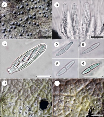 Figure 25