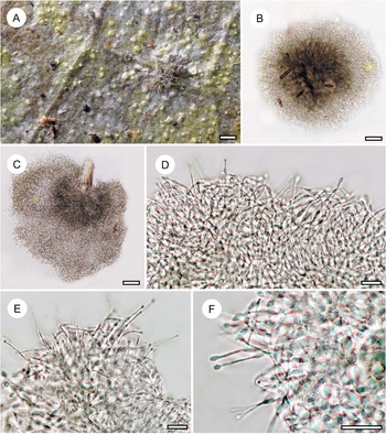 Figure 20