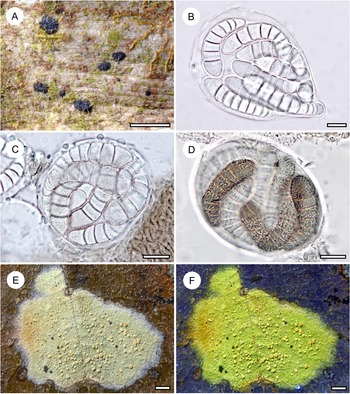 Figure 17