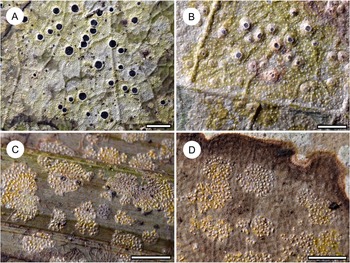 Figure 22