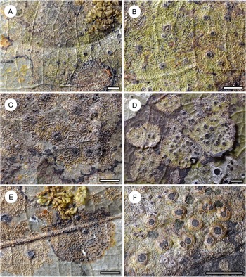 Figure 21