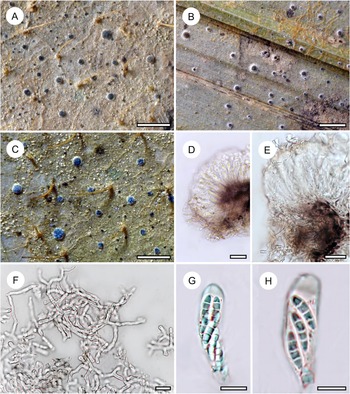Figure 11