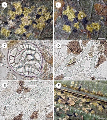 Figure 16