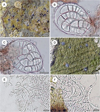 Figure 15