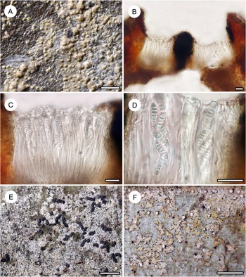 Figure 24