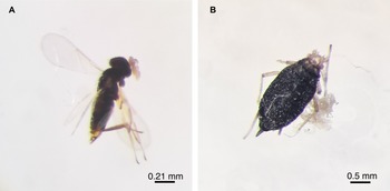 Figure 0