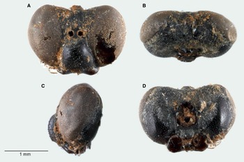 Figure 6