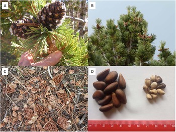 Figure 10