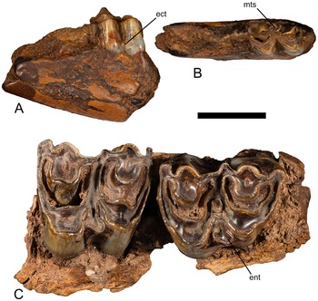 Figure 14
