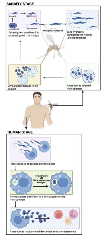 Figure 0