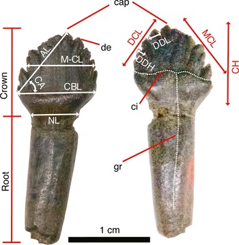 Figure 4