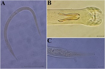 Figure 0
