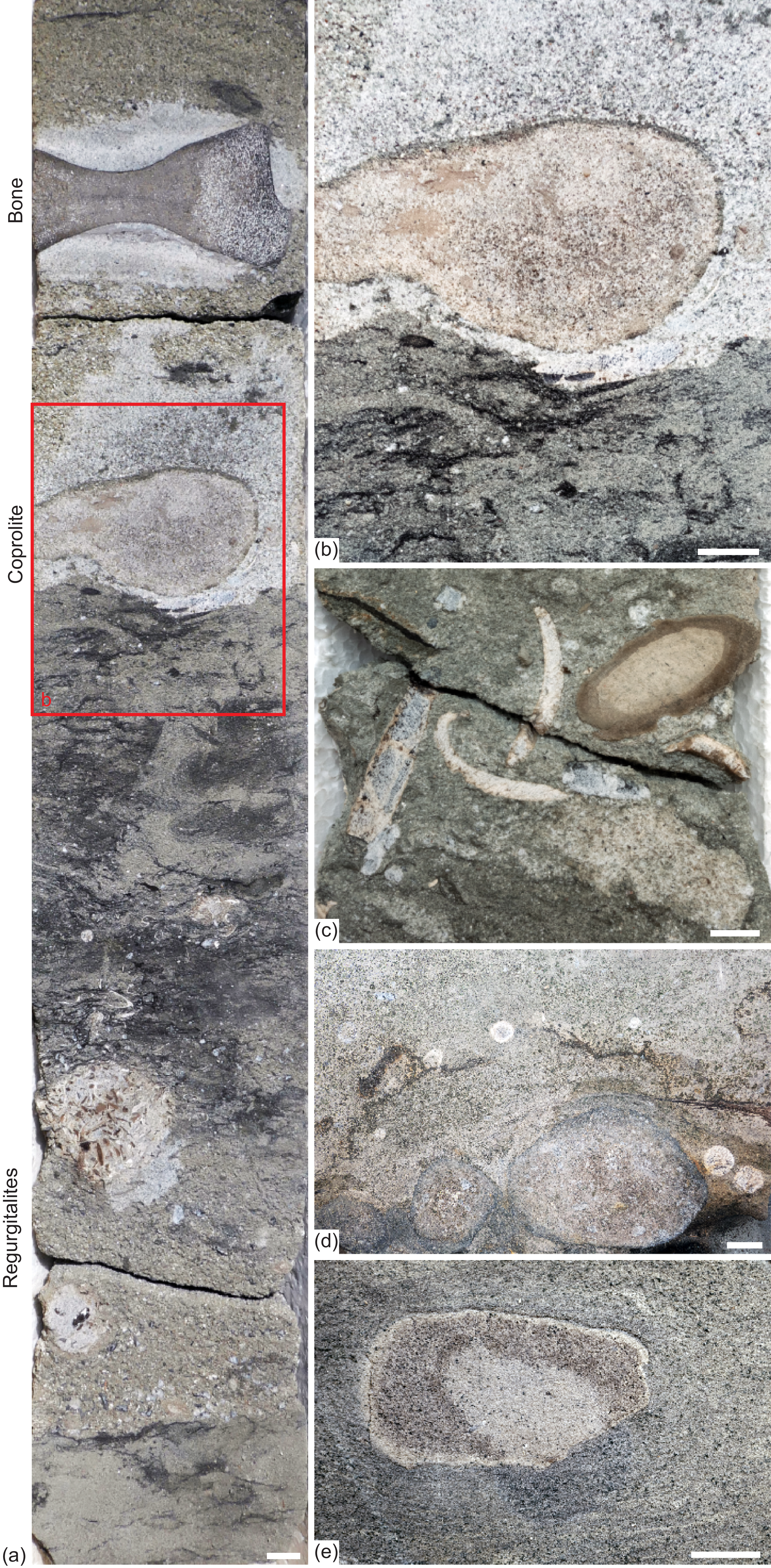 Jurassic Fossils Suggest Plesiosaurs Vomited Up Shells
