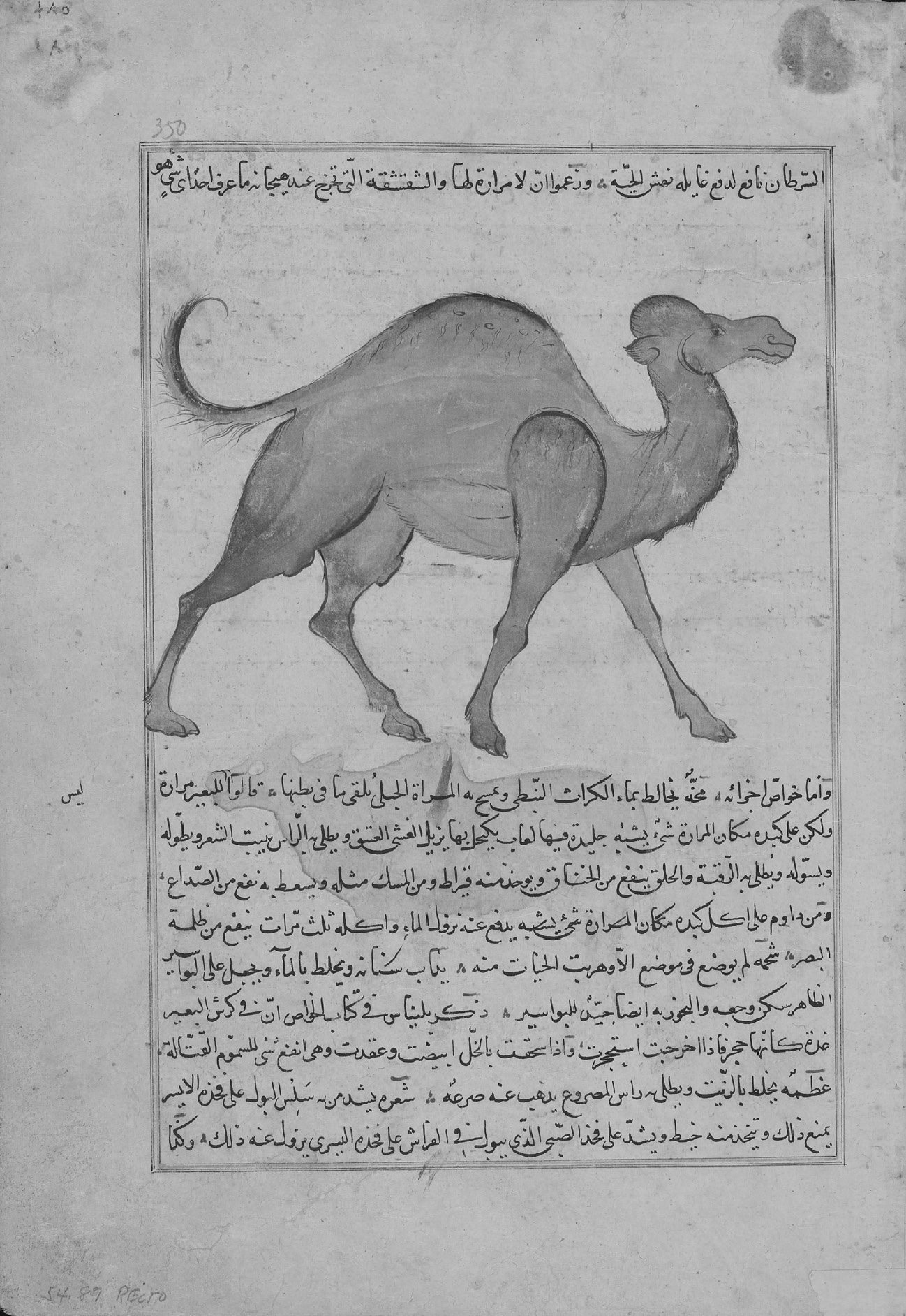 Animals In The Qur An Part Ii Animals In The Qur An