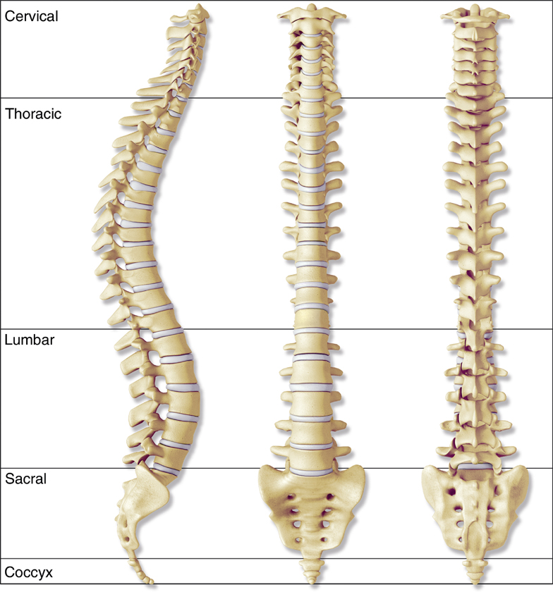 脊椎脊髄病学 = PRINCIPLES OF SPINAL DISORDERS Spinal Disorders: Fundamentals of Diagnosis and Treatment