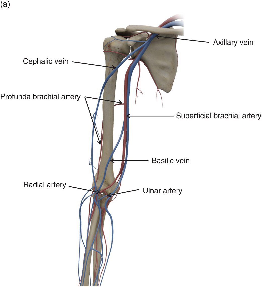 axillary artery and brachial artery