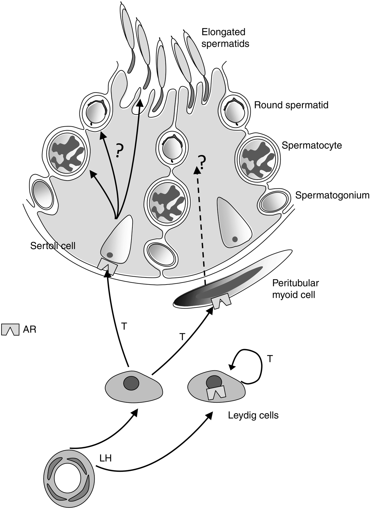 The role of testosterone in spermatogenesis (Chapter 6) - Testosterone