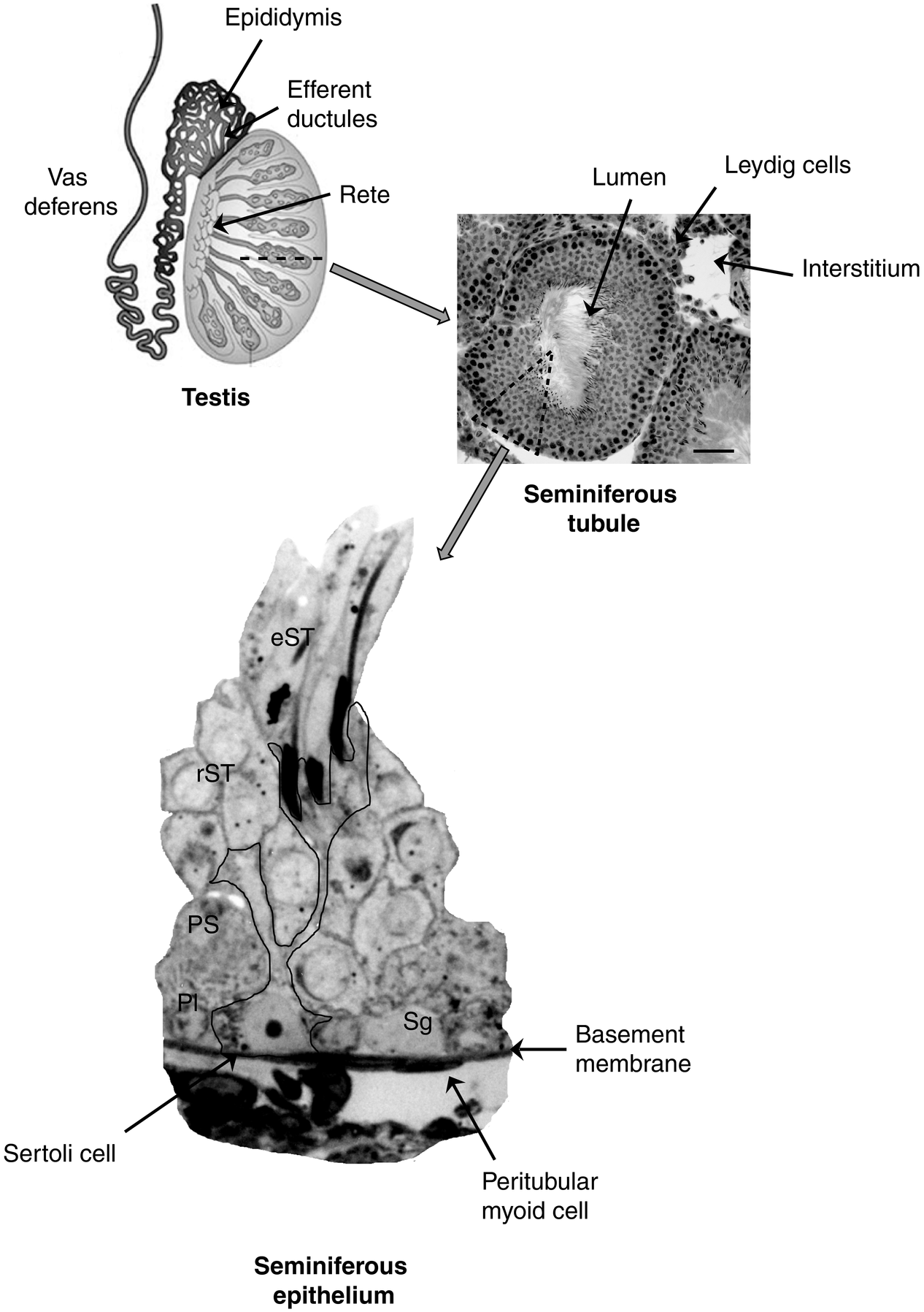 The role of testosterone in spermatogenesis (Chapter 6) - Testosterone