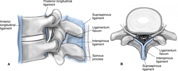 Anatomyof the vertebral column and spinal cord (Chapter 56