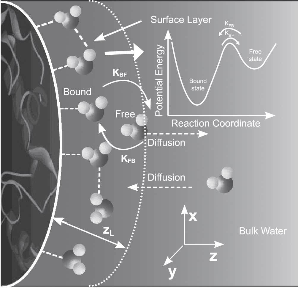 Biological water (Chapter 6) - Water in Biological and Chemical Processes