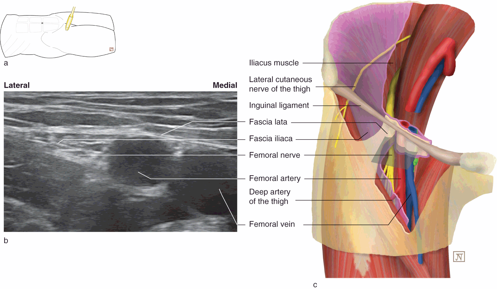 Fascia lata: Anatomy and blood supply