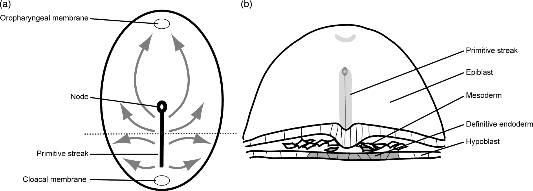 anteriority, image size:1841x661
