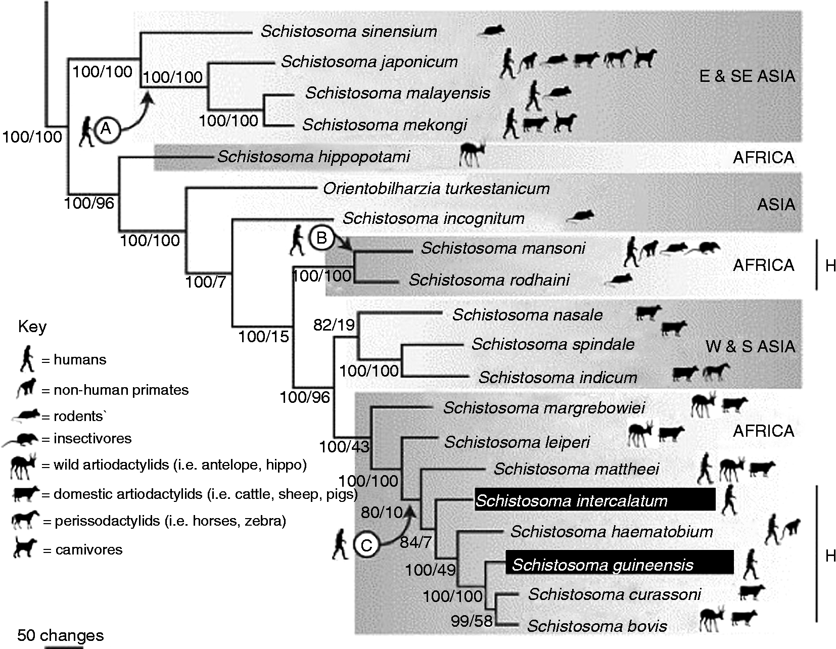 Zoonotic schistosomiasis in non-human primates: past, present and ...